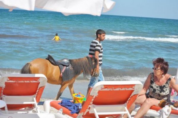 Ponei confiscat de la un tânăr, în staţiunea Mamaia!